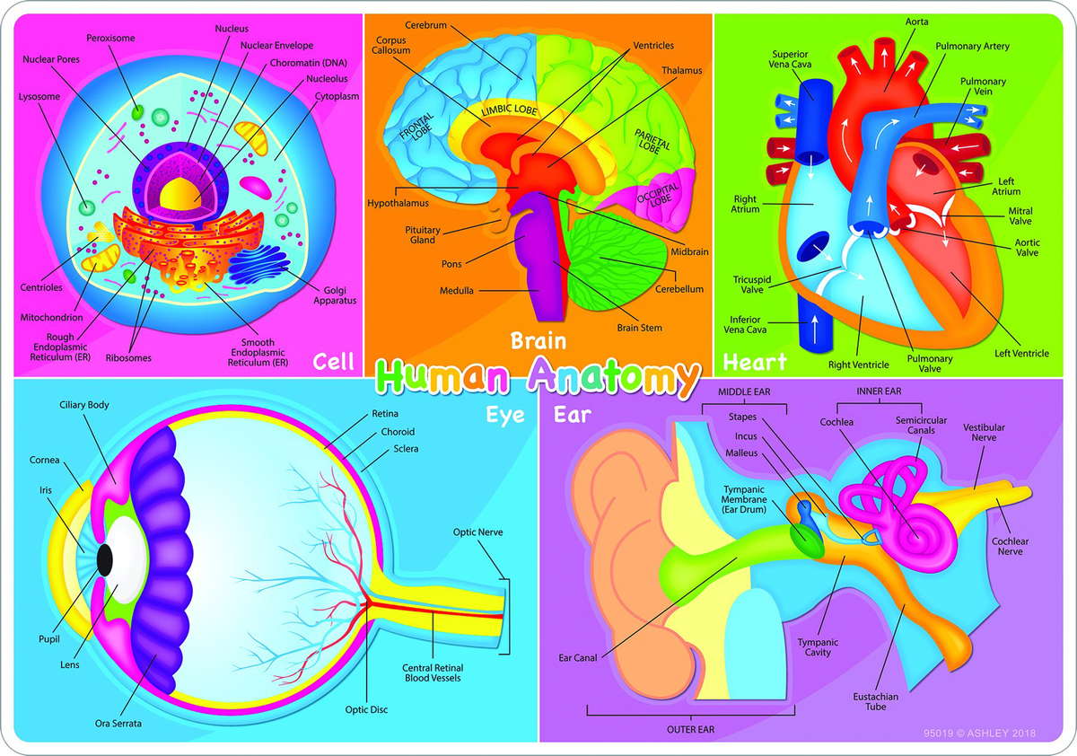 Smart Poly® Learning Mat, 12" x 17", Double-Sided, Human Body Syste...